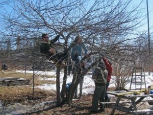 Apple tree pruning