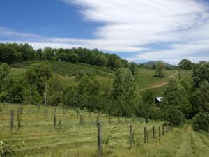 Foggy RIdge Orchards- Spring