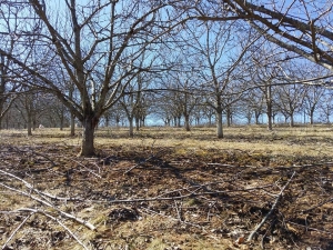 Foggy Ridge Orchards