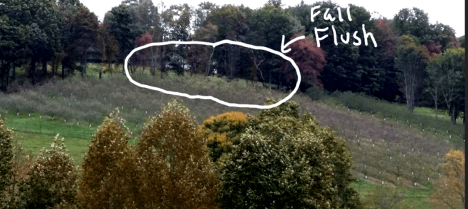 North Orchard Fall Flush