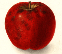 The Dula Beauty, my family apple. Picture pulled from USDA archives. 