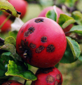 Screen Shot 2015-06-30 at 4.43.12 PM