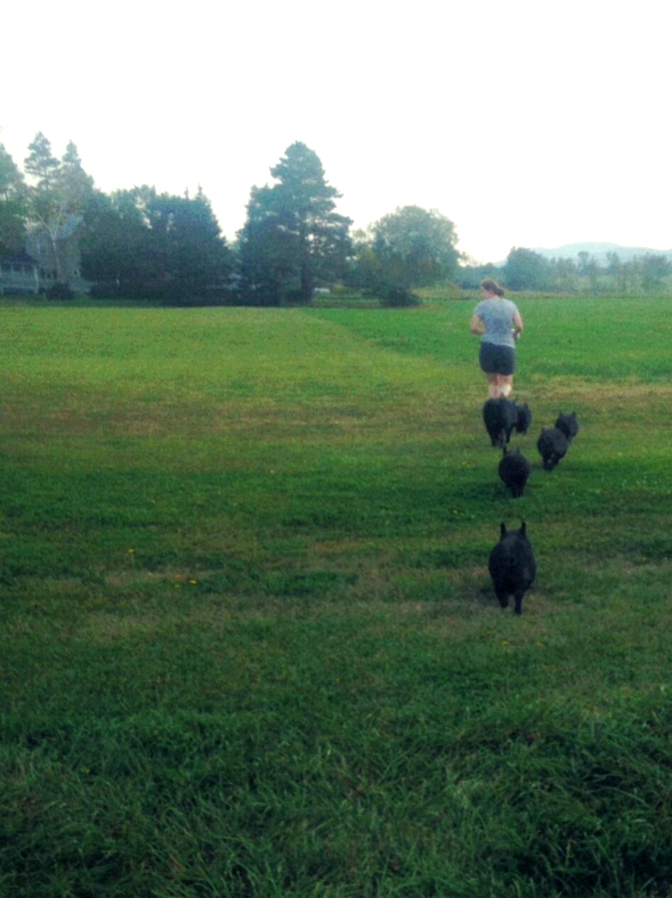 eliza herding pigs
