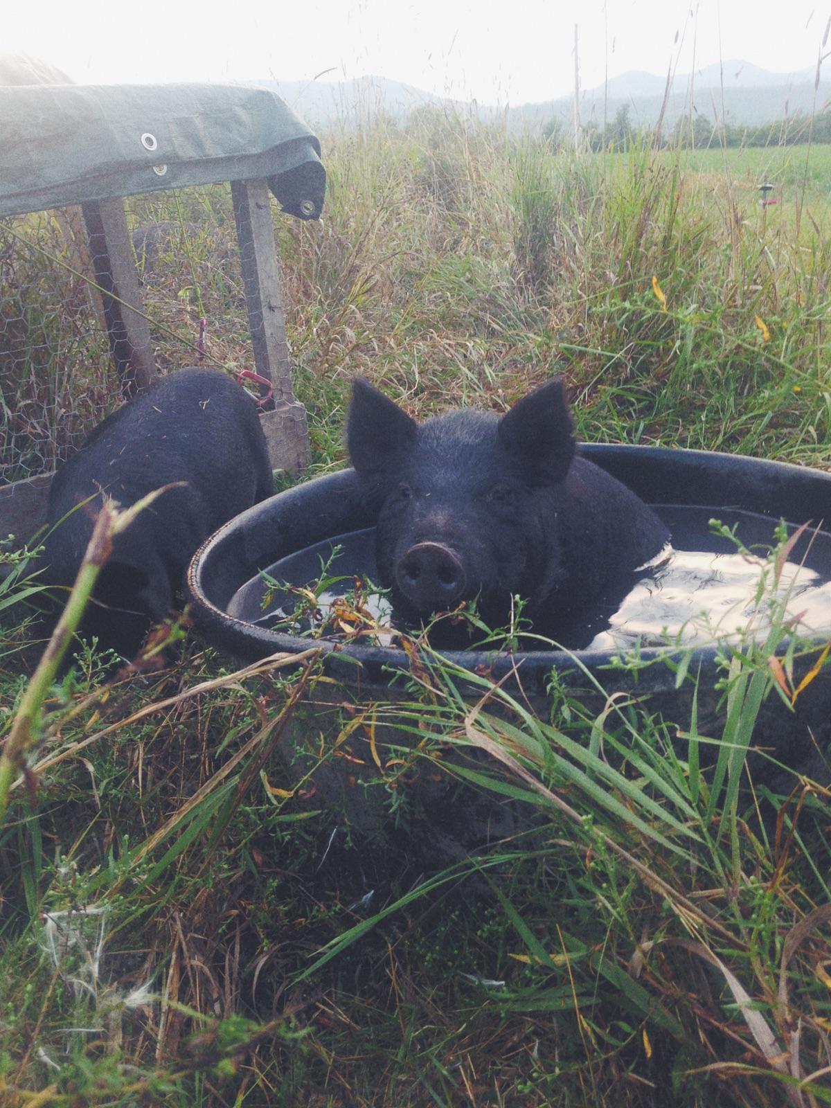 photo courtesy of Shizue!