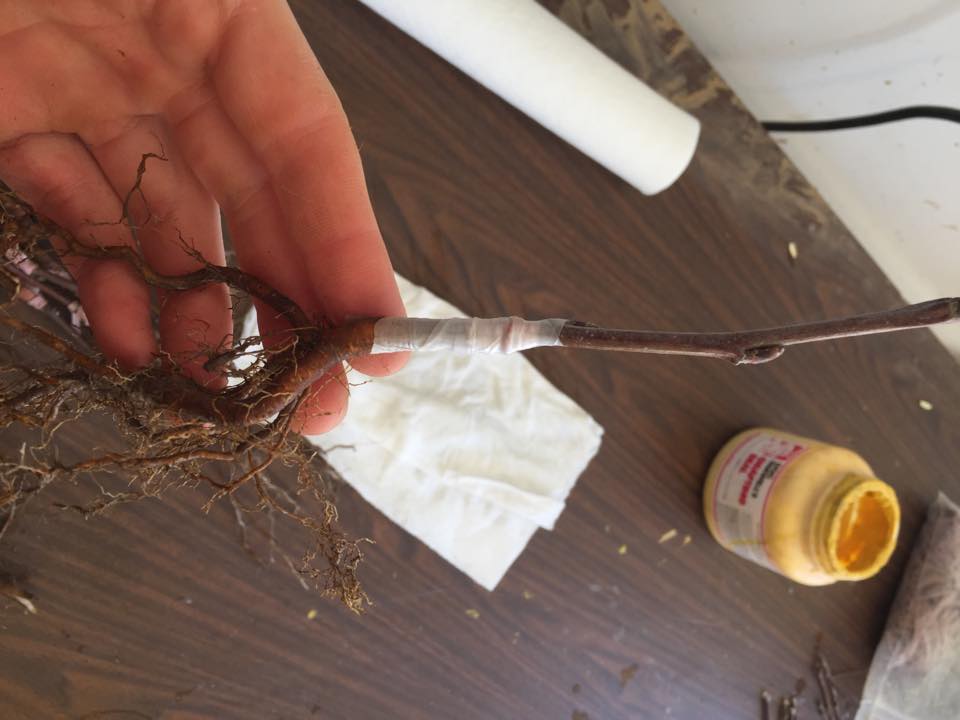 12595959_10154034586117520_1932771233_n