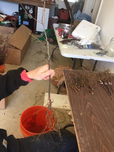 12721959_10154034586037520_1787493655_n