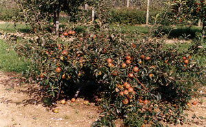 he-cox-tripod-detail2