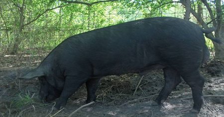 rsz_screen_shot_2018-04-22_at_42052_pm