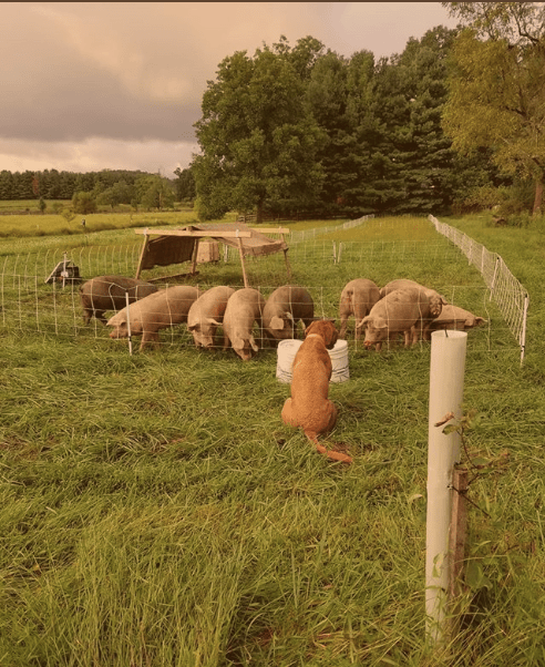 Screen Shot 2018-09-23 at 12.20.25 PM