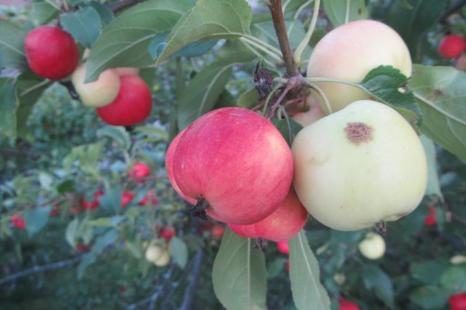 70196331_2370042953314228_5836531152747233280_o