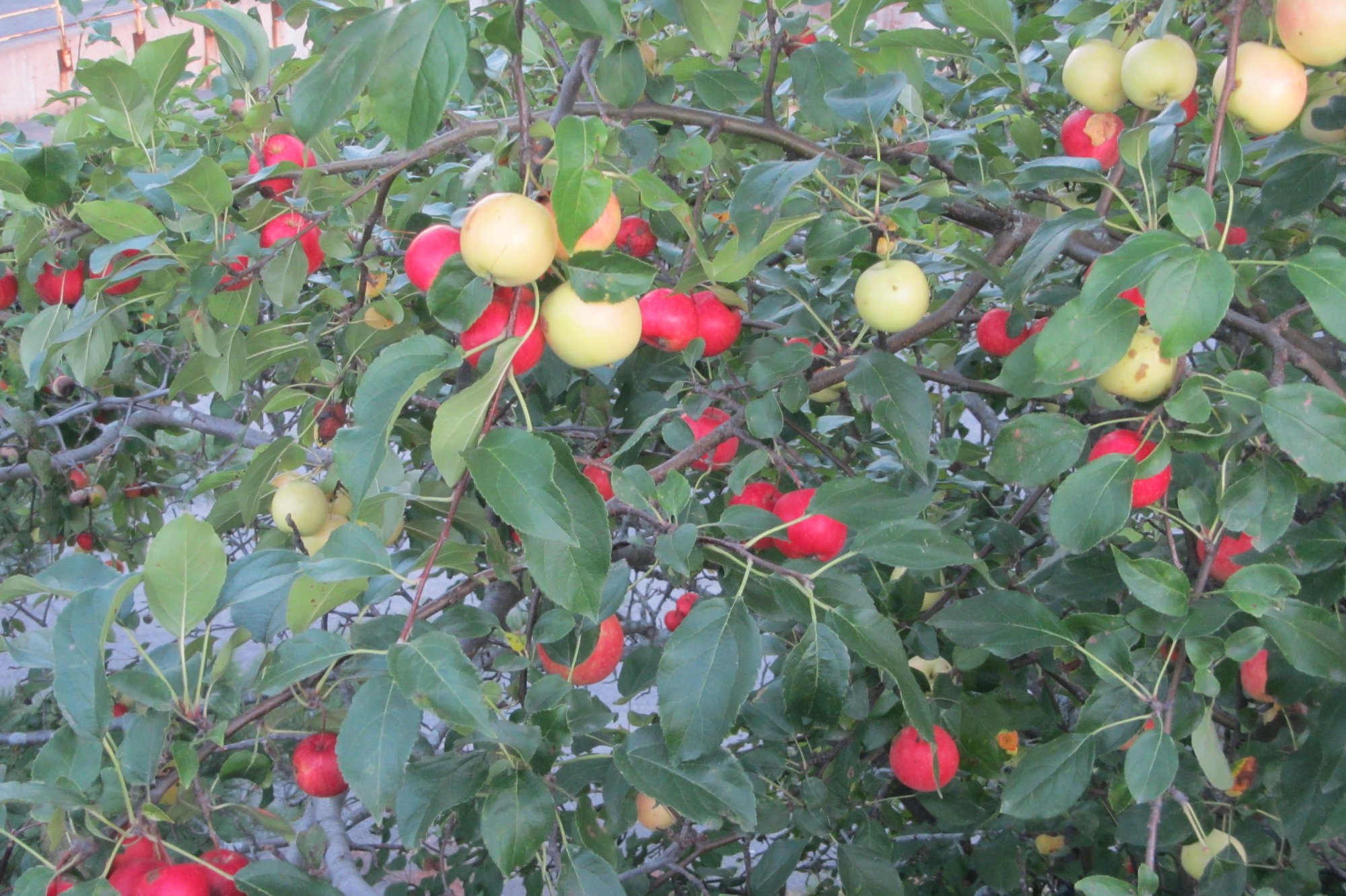 70556941_2370043183314205_9079465021548789760_o