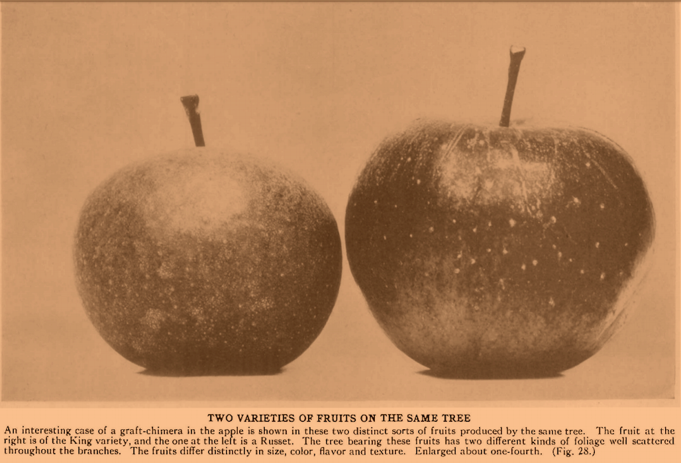 Two varieties on same tree